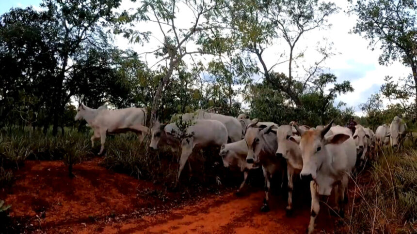 Gados em matéria do Globo Rural deste domingo, 10 de julho de 2022