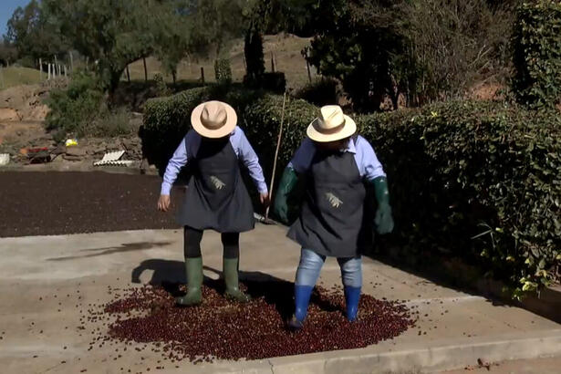 Mulheres pisando em grãos de café - trecho de um dos destaques do Grupo Rural