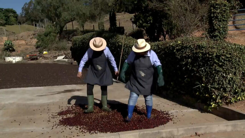 Mulheres pisando em grãos de café - trecho de um dos destaques do Grupo Rural