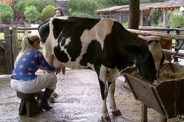 Deolane tirando leite da vaca em A Fazenda 14