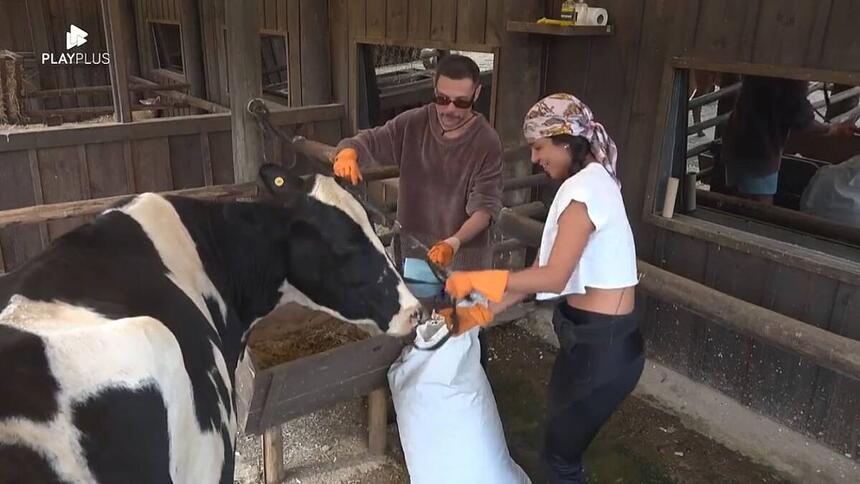 Kerline e Alex durante o trato com as vacas