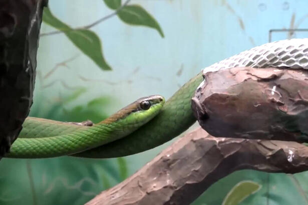 Cobra verde em reportagem do Globo Rural