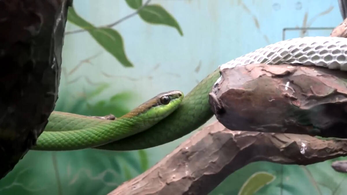 Cobra verde em reportagem do Globo Rural