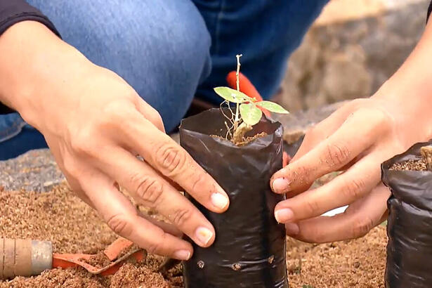 Mulher plantando uma árvore em reportagem do Globo Rural deste domingo, 22/01/2023