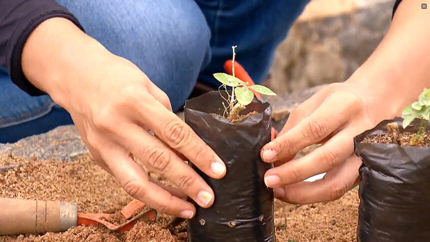 Mulher plantando uma árvore em reportagem do Globo Rural deste domingo, 22/01/2023