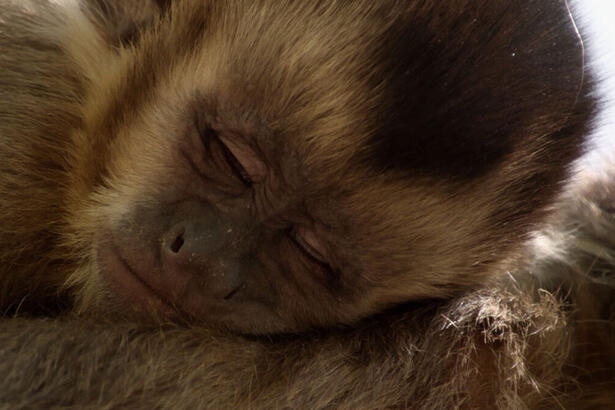 Macaco-prego deitado, em trecho do documentário de estreia do programa Alma Selvagem