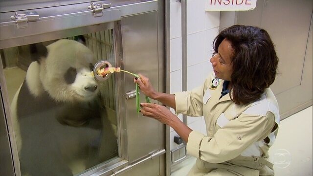 Gloria Maria interagiu com panda em episódio do Globo Repórter