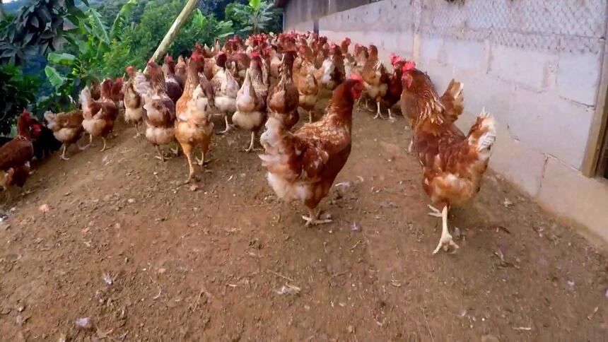 Galinhas em um viveiro durante reportagem do Globo Rural