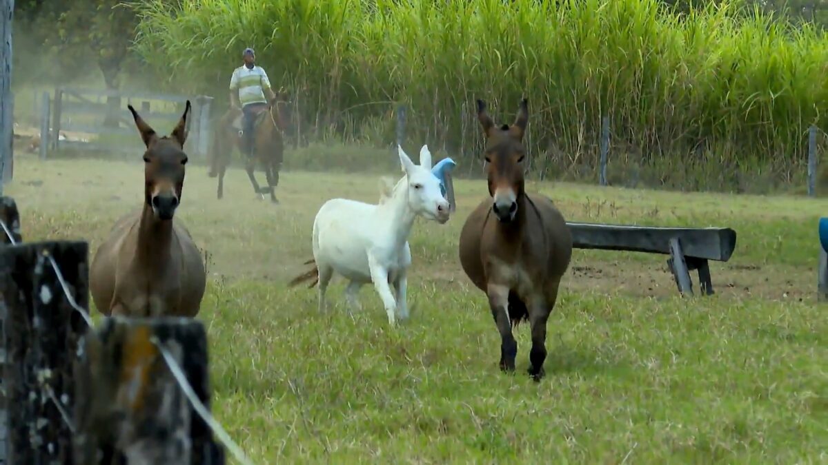 Égua e jumento no Globo Rural de domingo 14/05/2023