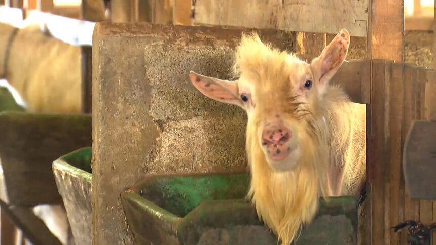 Bode em reportagem do Globo Rural