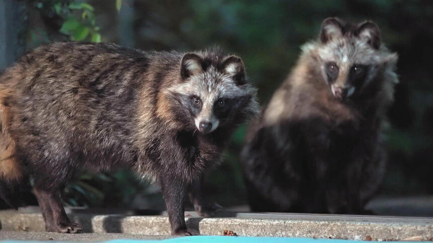 Trecho do documentário da BBC sobre cães selvagens no Globo Repórter