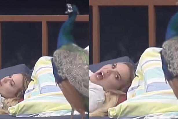Kally abre a boca apó o Pavão gritar ao seu lado