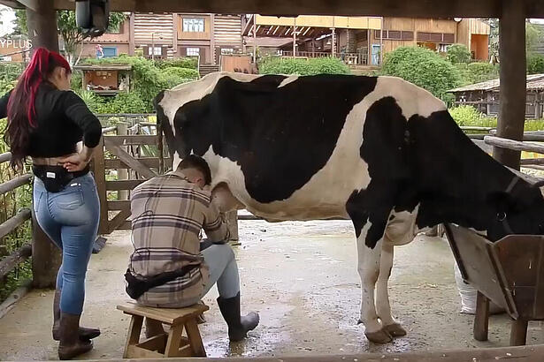 Alicia e Lucas Souza durante o trato da vaca de A Fazenda