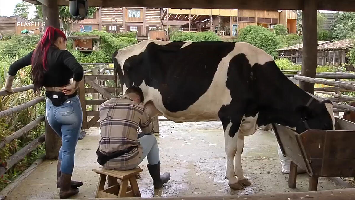 Alicia e Lucas Souza durante o trato da vaca de A Fazenda