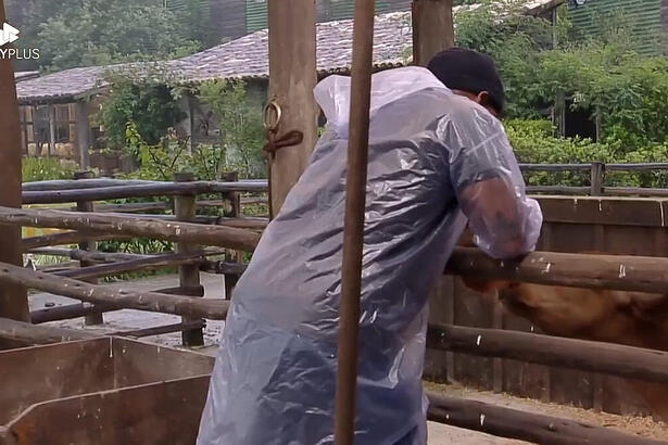 Black colocando uma peruca no bezerro de a fazenda