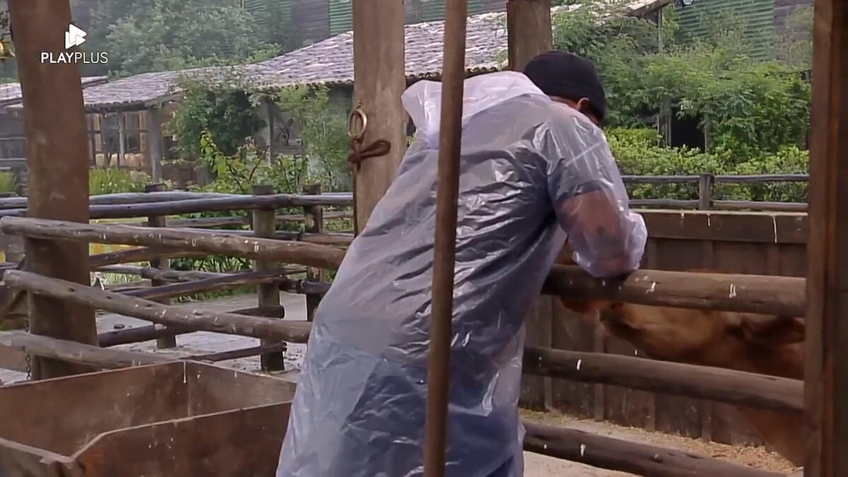 Black colocando uma peruca no bezerro de a fazenda