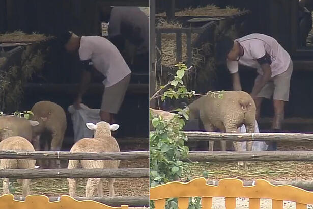 WL durante o cuidado das ovelhas em A Fazenda