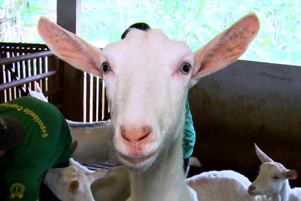 Cabra em reportagem do Globo Rural deste domingo, 05/11/2023