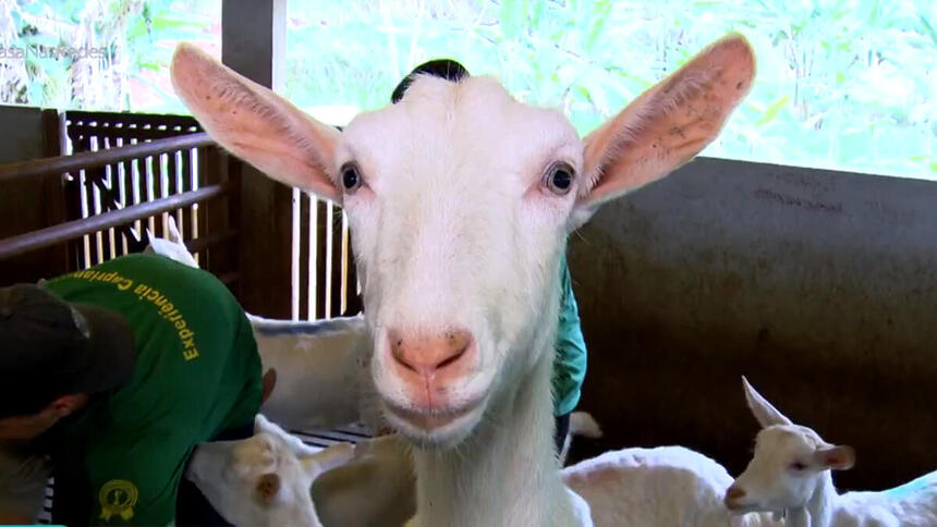 Cabra em reportagem do Globo Rural deste domingo, 05/11/2023