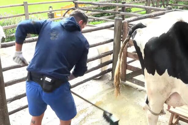 Radamés e vaca mimosa em A Fazenda