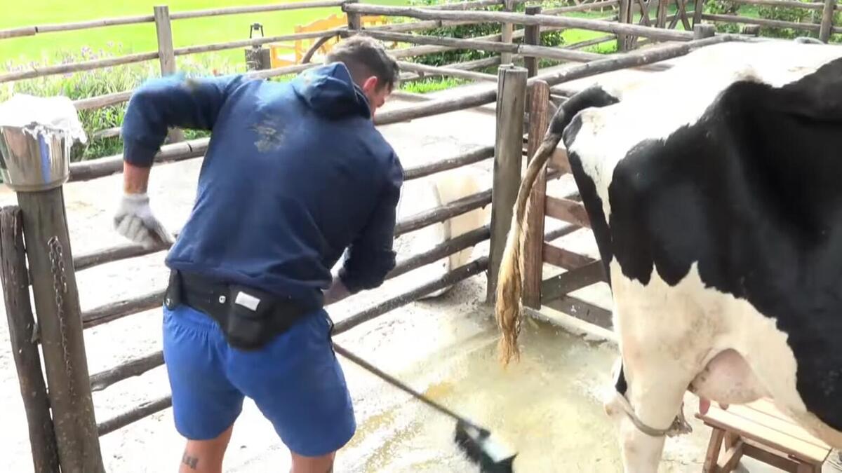 Radamés e vaca mimosa em A Fazenda