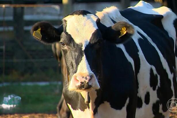 Vaca em reportagem do Globo Rural