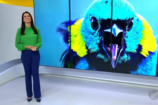 Larissa Castro no cenário da EPTV em frente ao telão da afiliada da TV Globo que mostra um pássaro azul com penas amarelas