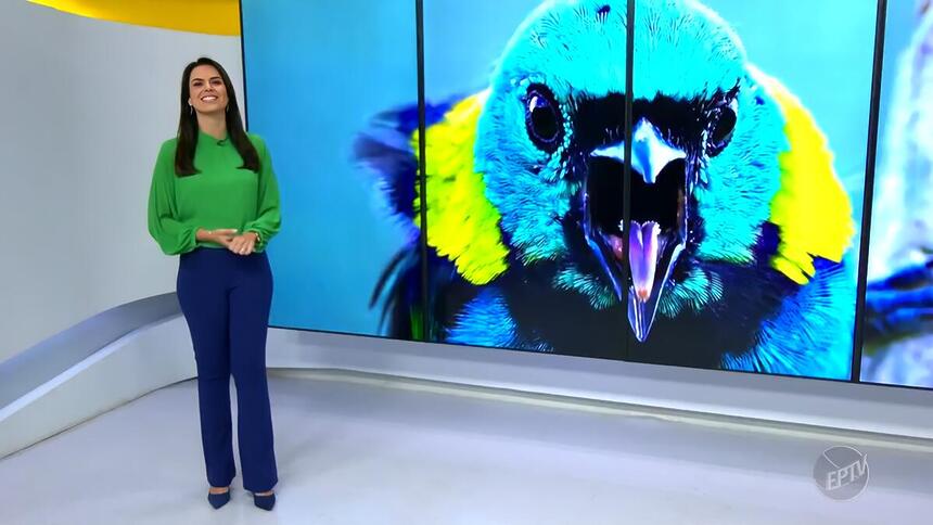 Larissa Castro no cenário da EPTV em frente ao telão da afiliada da TV Globo que mostra um pássaro azul com penas amarelas