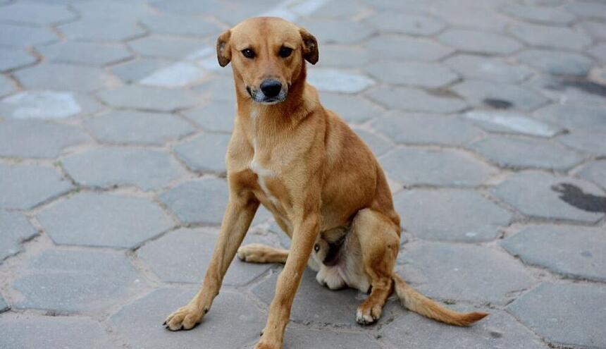 Cachorro vira-lata, conhecido como Caramelo, sentado em uma calçada