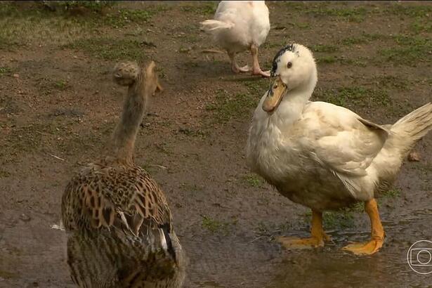 Pato e Marreco em um lago, numa reportagem do Globo Rural