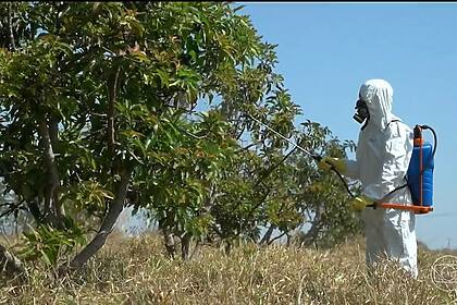 Homem com roupa de proteção aplica calda bordalesa na plantação