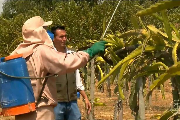 Homem aplica protetor solar nas plantas em reportagem do Globo Rural