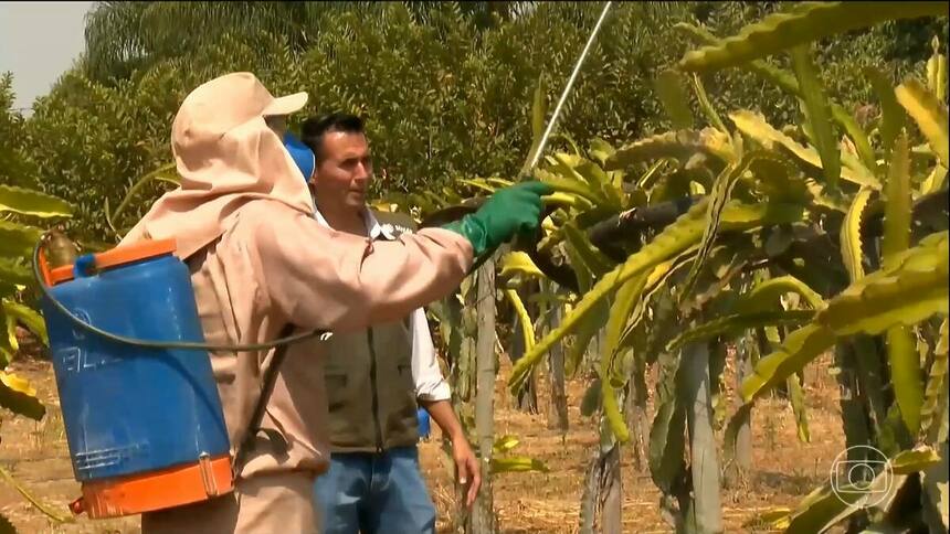 Homem aplica protetor solar nas plantas em reportagem do Globo Rural