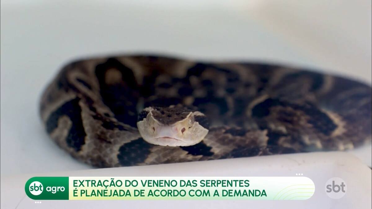 Cobra Jararaca em reportagem do SBT Agro