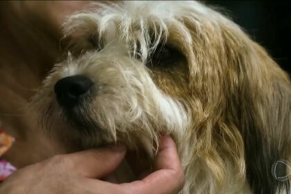 Cachorro Pimpão recebendo carinho em reportagem do Hoje em Dia