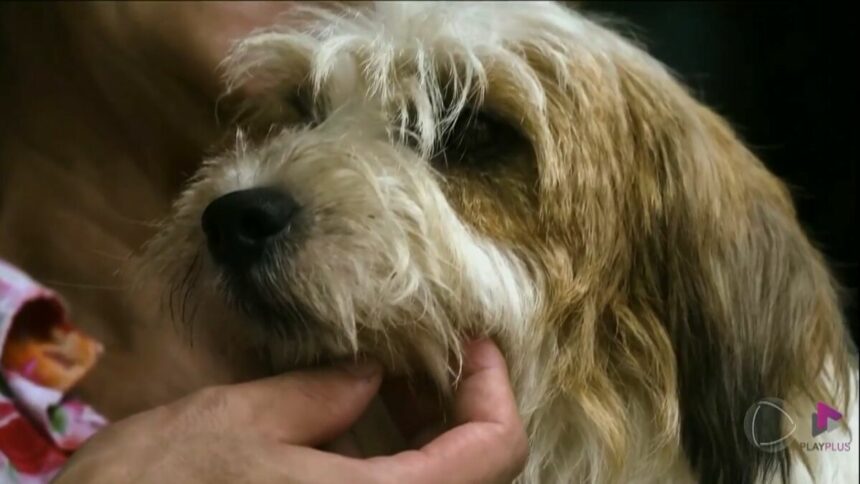 Cachorro Pimpão recebendo carinho em reportagem do Hoje em Dia