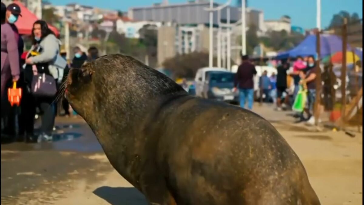 Trecho do Globo Repórter sobre mamíferos
