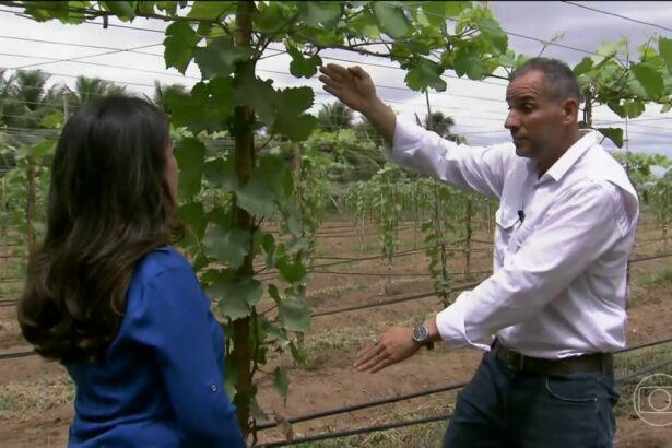 Repórter do Globo Rural olha para um homem que está explicando como cultivar uva em um campo