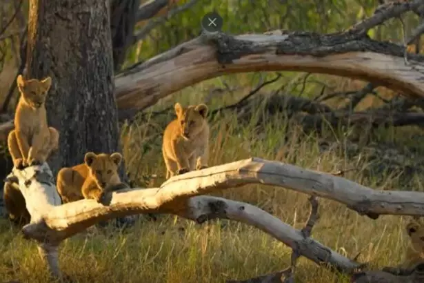 Leoas com seus filhotes em trecho do Globo Repórter sobre Delta do Okavango