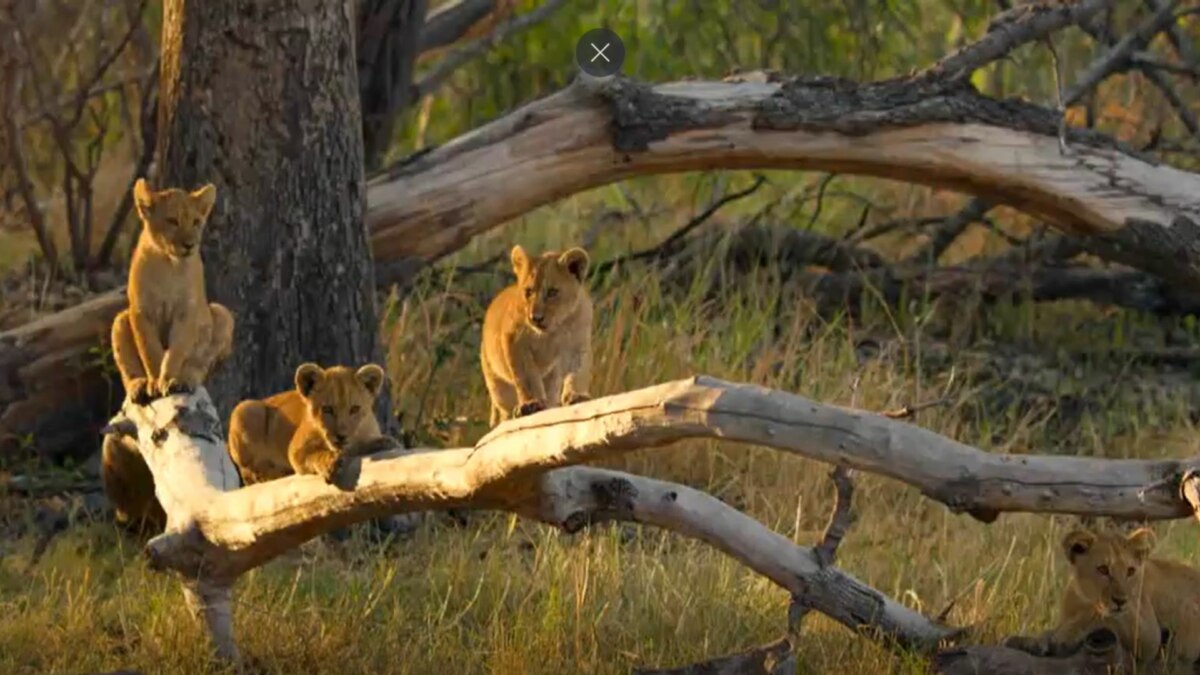 Leoas com seus filhotes em trecho do Globo Repórter sobre Delta do Okavango