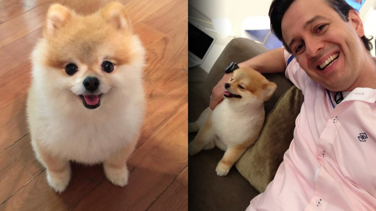 Cachorrinho Paçoca sentado no chão do cenário do Hoje em Dia e depois no sofá do programa ao lado de Celso Zucatelli