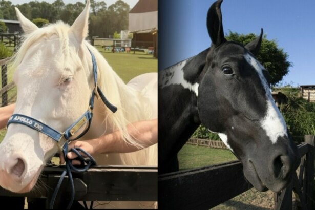 Cavalo branco Apolo e Colorado, preto e branco, no cercado de A Fazenda